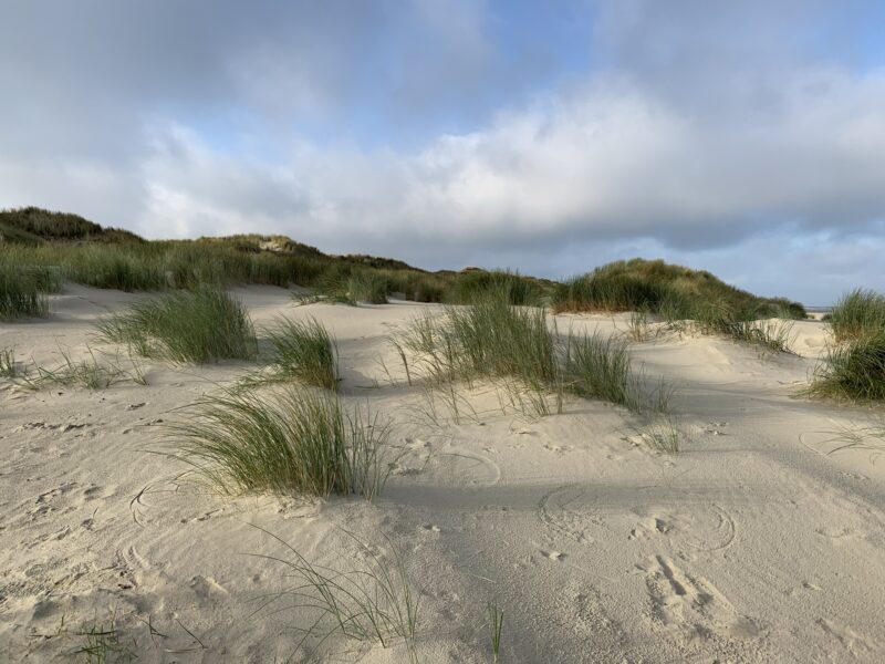 Düne Nordsee Düne Nordsee